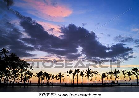 USA, Hawaii Islands, Big Island, Sunset Silhouettes Line Of Palm Trees; Anaeho'omalu Bay Fish Pond View Large Photo Image Stock Image - USA, Hawaii Islands, Big Island, Sunset Silhouettes Line Of Palm Trees; Anaeho'omalu Bay Fish Pond. Fotosearch
