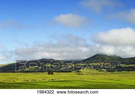 Stock Image - USA, Hawaii Islands, Big Island, View of Kohala Mountains and cattle in pasture from Mana Road; Waimea. Fotosearch
