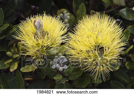 Stock Image - USA, Hawaii Islands, Big Island, Yellow Ohi'a or Lehua Mamo blossom; Waimea. Fotosearch