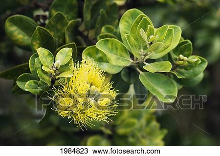 Stock Image - USA, Hawaii Islands, Big Island, Yellow Ohi'a or Lehua Mamo blossom; Waimea. Fotosearch