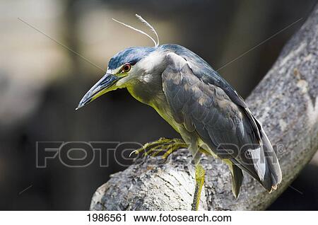 Stock Image - USA, Hawaii Islands, Black Crowned Night Heron perching on branch; Big Island. Fotosearch