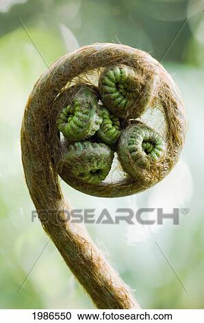 USA, Hawaii Islands, Close-up of curled Hapuu Fern; Big Island View Large Photo Image Stock Image - USA, Hawaii Islands, Close-up of curled Hapuu Fern; Big Island. Fotosearch