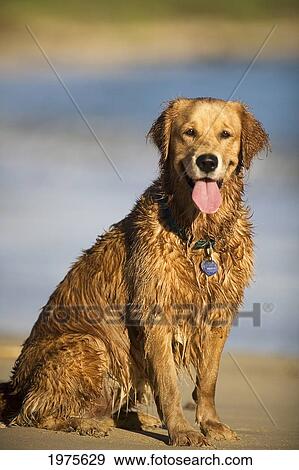 USA, Hawaii Islands, Golden Retriever Playing At Beach; Maui View Large Photo Image Stock Photo - USA, Hawaii Islands, Golden Retriever Playing At Beach; Maui. Fotosearch