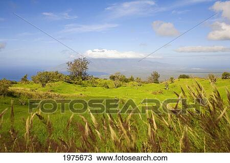 Stock Image - USA, Hawaii Islands, Green Pastureland Overlooking Ocean; Maui, Upcountry Scenic Near Ulupalakua. Fotosearch