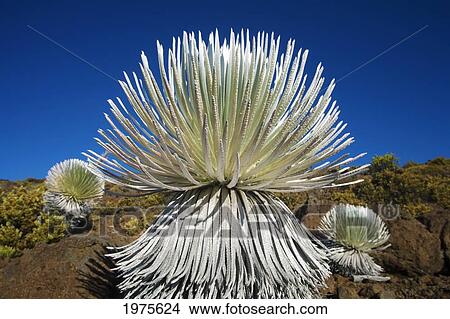 Picture - USA, Hawaii Islands, Haleakala National Park; Maui, Young Silversword Plant. Fotosearch