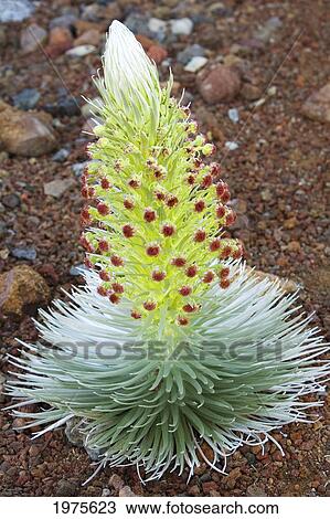 Stock Image - USA, Hawaii Islands, Haleakala National Park; Maui, Young Silversword Plant. Fotosearch
