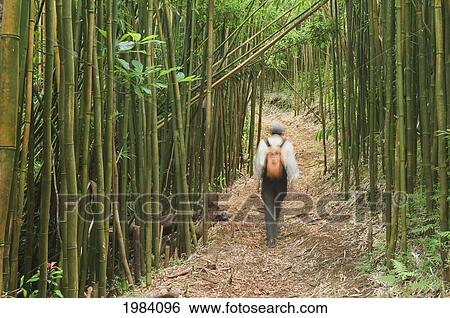 Stock Photograph - USA, Hawaii Islands, Hiker on Moleka trail above Makiki in bamboo forest; Oahu. Fotosearch