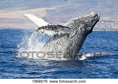 USA, Hawaii Islands, Humpback Whale Breaching; Maui View Large Photo Image Stock Photo - USA, Hawaii Islands, Humpback Whale Breaching; Maui. Fotosearch