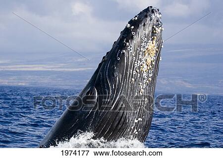 Stock Photo - USA, Hawaii Islands, Humpback Whale Breaching; Maui. Fotosearch