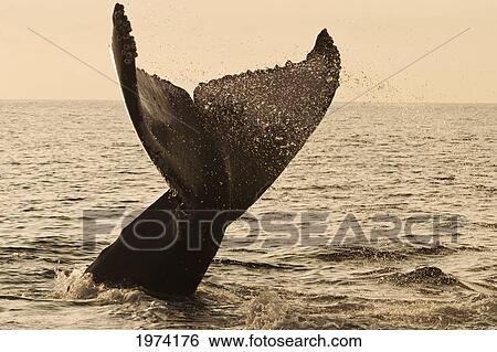 Stock Photograph - USA, Hawaii Islands, Humpback Whale Fluking Its Tail In Golden Sunset; Maui. Fotosearch