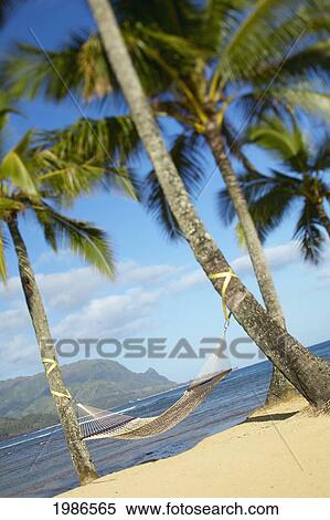 USA, Hawaii Islands, Kauai, Hammock tied between palm trees on sandy beach; Hanalei Bay Princeville View Large Photo Image Stock Photography - USA, Hawaii Islands, Kauai, Hammock tied between palm trees on sandy beach; Hanalei Bay Princeville. Fotosearch
