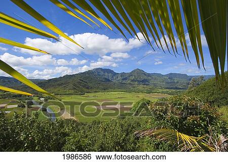 Stock Photograph - USA, Hawaii Islands, Kauai, Palm frond overhead; Hanalei Valley, Taro fields and Wildlife Refuge. Fotosearch