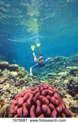 Stock Image - USA, Hawaii Islands, Maui, Ahihi Kinau Natural Area Reserve; Makena, Snorkeler Swimming Towards Red Coral. Fotosearch