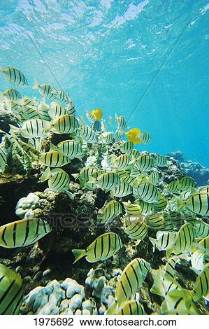 USA, Hawaii Islands, Maui, Ahihi Kinau Natural Area Reserve; Makena, School Of Manini Or Convict Tang Fish (Acanthurus Triostegus) On Reef Edge View Large Photo Image Stock Image - USA, Hawaii Islands, Maui, Ahihi Kinau Natural Area Reserve; Makena, School Of Manini Or Convict Tang Fish (Acanthurus Triostegus) On Reef Edge. Fotosearch