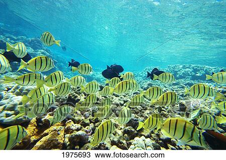 Stock Image - USA, Hawaii Islands, Maui, Ahihi Kinau Natural Area Reserve; Makena, School Of Manini Or Convict Tang Fish (Acanthurus Triostegus). Fotosearch
