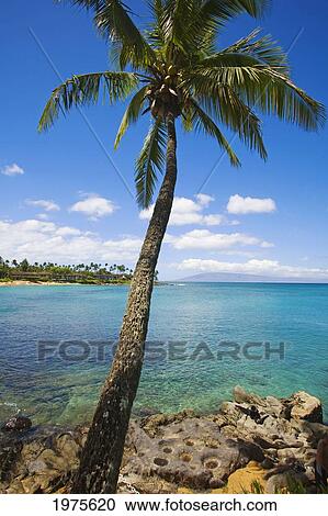 Stock Image - USA, Hawaii Islands, Maui, Coconut Tree Leaning Towards Ocean; Napili Bay. Fotosearch