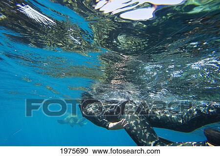 USA, Hawaii Islands, Maui, View From Behind; Makena, Spearfisher In Blue Ocean Water View Large Photo Image Stock Image - USA, Hawaii Islands, Maui, View From Behind; Makena, Spearfisher In Blue Ocean Water. Fotosearch