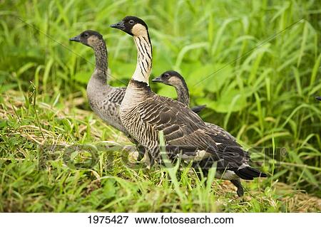 USA, Hawaii Islands, Nene Goose (Nesochen Sandvicensis); Kauai, Gaggle Of Hawaii's State Bird View Large Photo Image Stock Photo - USA, Hawaii Islands, Nene Goose (Nesochen Sandvicensis); Kauai, Gaggle Of Hawaii's State Bird. Fotosearch