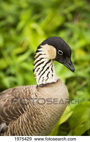 Stock Photo - USA, Hawaii Islands, Nene Goose (Nesochen Sandvicensis); Kauai, Close-Up Of Hawaii's State Bird. Fotosearch