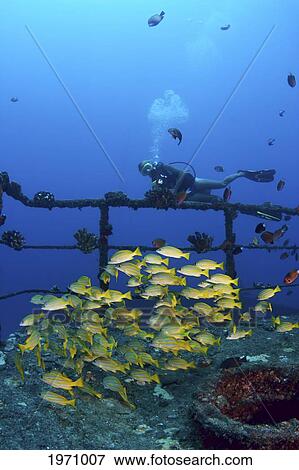 Stock Photo - USA, Hawaii Islands, Oahu, Diver And Schooling Blue Striped Snapper (Lutjanus Kasmira) On Wreck Of Sea Tiger; Waikiki. Fotosearch