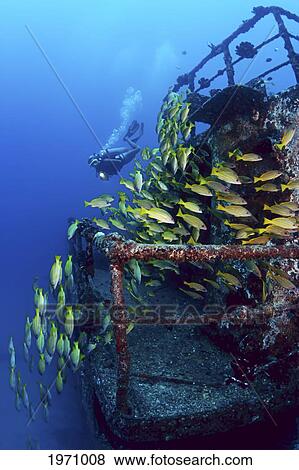 USA, Hawaii Islands, Oahu, Diver And Schooling Blue Striped Snapper (Lutjanus Kasmira) On Wreck Of Sea Tiger; Waikiki View Large Photo Image Stock Photo - USA, Hawaii Islands, Oahu, Diver And Schooling Blue Striped Snapper (Lutjanus Kasmira) On Wreck Of Sea Tiger; Waikiki. Fotosearch