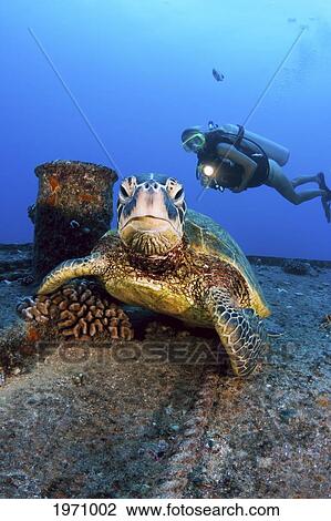 USA, Hawaii Islands, Oahu, Diver Views Green Sea Turtle (Chelonia Mydas) On Wreck Of Yo-257; Waikiki View Large Photo Image Stock Image - USA, Hawaii Islands, Oahu, Diver Views Green Sea Turtle (Chelonia Mydas) On Wreck Of Yo-257; Waikiki. Fotosearch