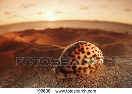 Stock Image - USA, Hawaii Islands, Oahu, Spotted seashell laying in sand with sun setting behind It; North Shore. Fotosearch