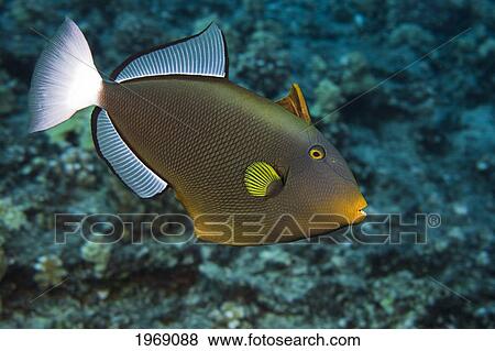 USA, Hawaii Islands, Pinktail Durgon (Melichthys vidua) also referred to as Pinktail Triggerfish; Maui View Large Photo Image Stock Photo - USA, Hawaii Islands, Pinktail Durgon (Melichthys vidua) also referred to as Pinktail Triggerfish; Maui. Fotosearch