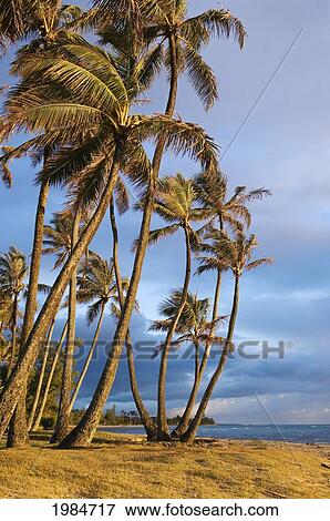 USA, Hawaii Islands, Punalu'u Beach Park; Windward, Coconut palm trees along shore View Large Photo Image Stock Photo - USA, Hawaii Islands, Punalu'u Beach Park; Windward, Coconut palm trees along shore. Fotosearch