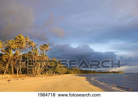 Stock Photo - USA, Hawaii Islands, Punalu'u Beach Park; Windward, Coconut palm trees along sandy beach. Fotosearch