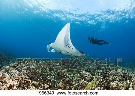 Stock Photo - USA, Hawaii Islands, Reef Manta Ray (Manta Alfredi) Cruises Over Shallows Off Ukumehame; Maui. Fotosearch