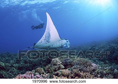 USA, Hawaii Islands, Reef Manta Ray (Manta Alfredi) Cruises Over Shallows Off Ukumehame; Maui View Large Photo Image Stock Photograph - USA, Hawaii Islands, Reef Manta Ray (Manta Alfredi) Cruises Over Shallows Off Ukumehame; Maui. Fotosearch