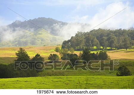 Picture - USA, Hawaii Islands, Rolling Green Hills; Maui, Upcountry Scenic Near Ulupalakua. Fotosearch