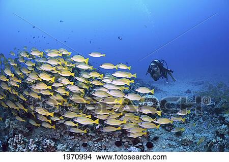 USA, Hawaii Islands, Schooling Bluestripe Snapper (Lutjanus Kasmira) And Diver; Maui View Large Photo Image Picture - USA, Hawaii Islands, Schooling Bluestripe Snapper (Lutjanus Kasmira) And Diver; Maui. Fotosearch