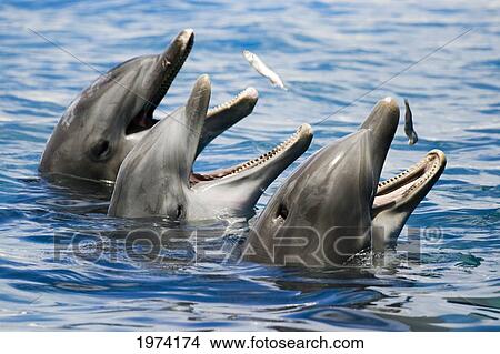 Picture - USA, Hawaii Islands, Sea Life Park; Oahu, Three Bottlenose Dolphins Catching Their Meal. Fotosearch