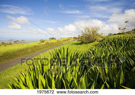 Stock Image - USA, Hawaii Islands, Small Road Through Green Pastureland; Maui, Upcountry Scenic Near Ulupalakua. Fotosearch