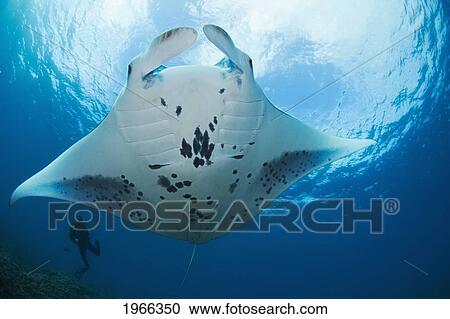 Stock Image - USA, Hawaii Islands, View From Below; Maui, Reef Manta Ray (Manta Alfredi) Cruises Over Shallows Off Ukumehame. Fotosearch