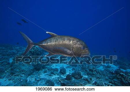 Stock Photograph - USA, Hawaii Islands, White Ulua (Caranx Ignobilis) Also Known As Giant Trevally Or Jack; Maui. Fotosearch