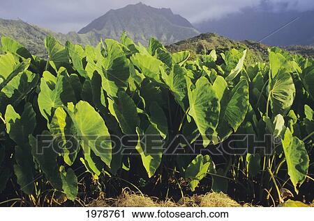 USA, Hawaii, Kauai, Taro plants in valley; Hanalei View Large Photo Image Stock Image - USA, Hawaii, Kauai, Taro plants in valley; Hanalei. Fotosearch
