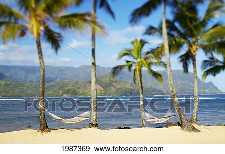 Stock Photo - USA, Hawaii, Kauai, Two hammocks hanging between palm trees on sandy tropical beach; Hanalei Bay Princeville. Fotosearch