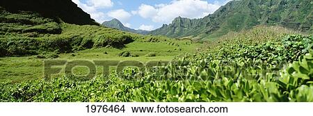 USA, Hawaii, Koolau Mountains; Oahu, Lush Greenery In Foreground View Large Photo Image Picture - USA, Hawaii, Koolau Mountains; Oahu, Lush Greenery In Foreground. Fotosearch