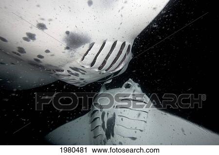 USA, Hawaii, Manta Ray (Manta Birostris) feeding on plankton during Manta ray night dive; Kona Coast View Large Photo Image Stock Image - USA, Hawaii, Manta Ray (Manta Birostris) feeding on plankton during Manta ray night dive; Kona Coast. Fotosearch