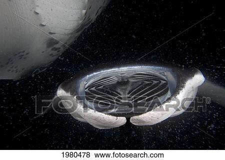 Stock Photo - USA, Hawaii, Manta Ray (Manta Birostris) feeding on plankton during Manta ray night dive; Kona Coast. Fotosearch