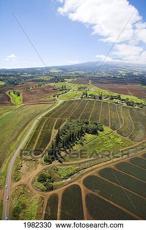 USA, Hawaii, Maui, Aerial view of pineapple fields; Haiku View Large Photo Image Stock Image - USA, Hawaii, Maui, Aerial view of pineapple fields; Haiku. Fotosearch