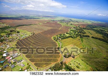 Stock Image - USA, Hawaii, Maui, Aerial view of pineapple fields in Lower Makawao; Makawao. Fotosearch