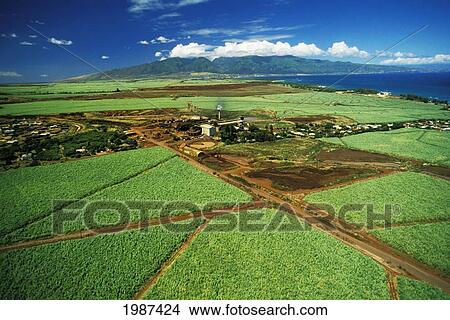 Picture - USA, Hawaii, Maui, Cane Fields and sugar mill; Paia. Fotosearch