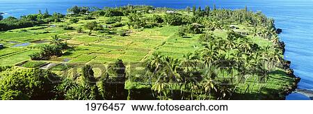 Stock Photo - USA, Hawaii, Maui, Coconut Palms And Taro Patches Near Ocean; Hana, Keanae Peninsula. Fotosearch