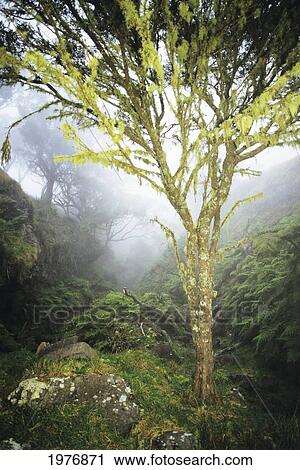 Stock Image - USA, Hawaii, Maui, Foggy Scenic; Kaupo, Lush Greenery, Tree With Moss Growth. Fotosearch