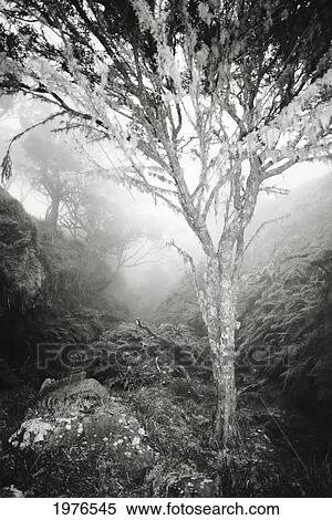 USA, Hawaii, Maui, Foggy Scenic; Kaupo, Tree With Moss Growth View Large Photo Image Stock Photography - USA, Hawaii, Maui, Foggy Scenic; Kaupo, Tree With Moss Growth. Fotosearch
