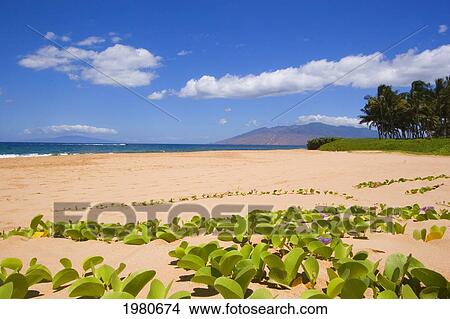 Picture - USA, Hawaii, Maui, Green leafy vines on Keawakapu Beach; Kihei. Fotosearch